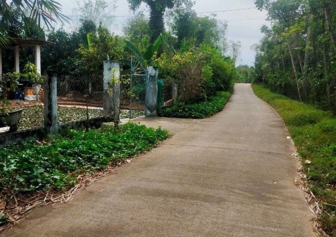 Cần bán gấp vườn bưởi 22.273m2, thổ cư 300m2 đang cho thu hoạch tại Ấp 5, xã Tà Lài, Huyện Tân Phú, Tỉnh Đồng Nai