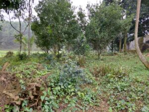 CẦN BÁN NHANH LÔ ĐẤT TẠI CAO DƯƠNG - LƯƠNG SƠN - HÒA BÌNH