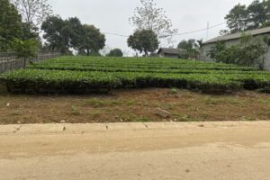 Chính chủ cần bán nhanh lô đất mặt tiền vị trí đẹp tại xã Yên Bài huyện Ba Vì – Hà Nội