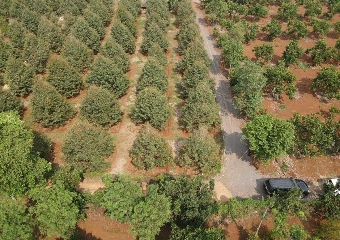 Cần bán đất sầu riêng Thái tại Bảo Bình, Cẩm Mỹ, Đồng Nai