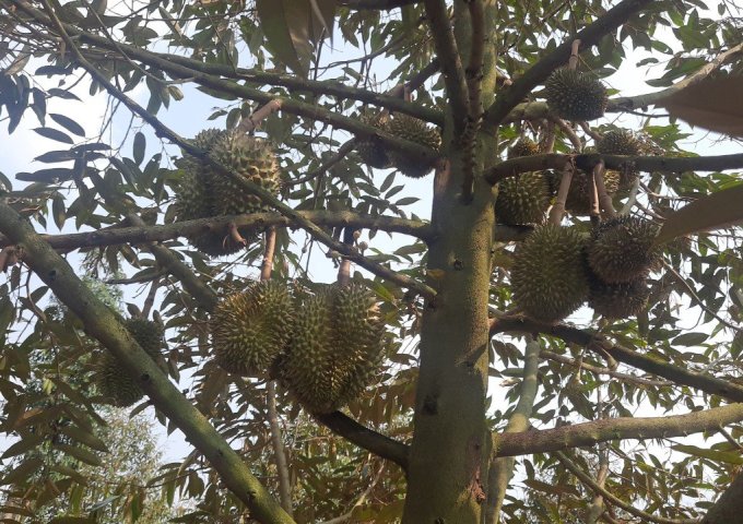 Cần bán đất sầu riêng Thái tại Bảo Bình, Cẩm Mỹ, Đồng Nai