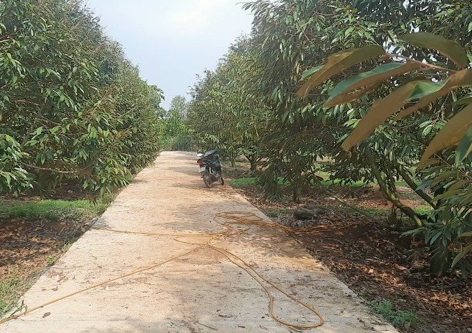 Cần bán đất sầu riêng Thái tại Bảo Bình, Cẩm Mỹ, Đồng Nai
