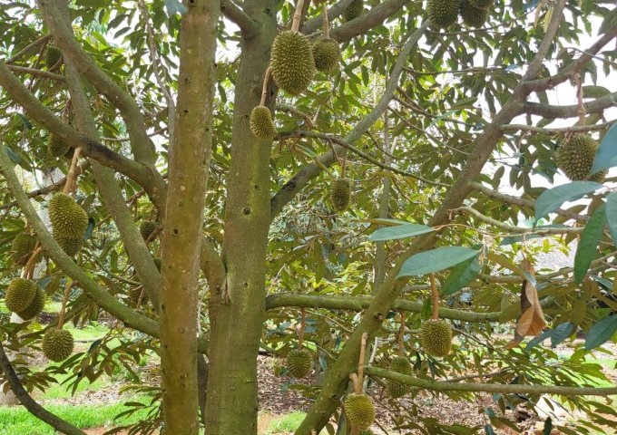 Cần bán đất sầu riêng Thái tại Bảo Bình, Cẩm Mỹ, Đồng Nai