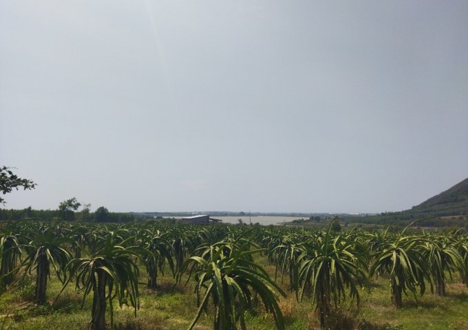 Hàng hiếm, 2,6ha đất view hồ Núi Đất giá chỉ 4,6 tỷ/ha