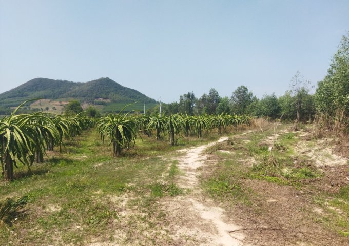 Hàng hiếm, 2,6ha đất view hồ Núi Đất giá chỉ 4,6 tỷ/ha