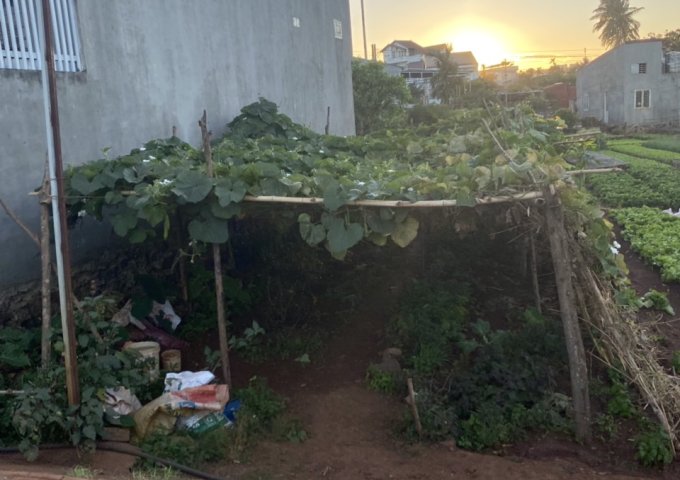 Chính chủ cần bán lô đất Phường Tự An, TP Buôn Ma Thuột,Tỉnh Đắk Lắk.