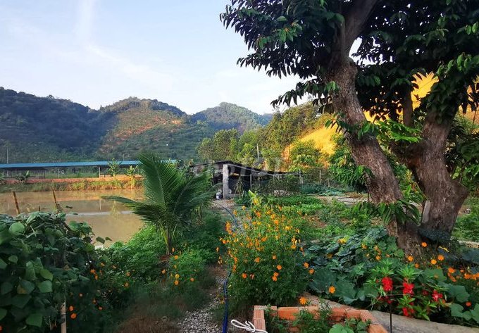 Cần bán đất vườn Thôn 8, Đạ Kho – Đạ Tẻh Lâm Đồng