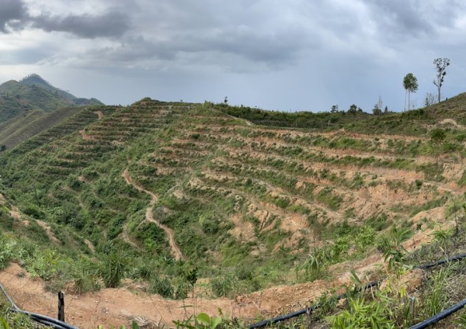 Hot Hot Chính Chủ Cần Bán Đất Đất rẫy ở Tà Đùng, Xã Đăk Som, Huyện Đăk Glong, Tỉnh Đăk Nông