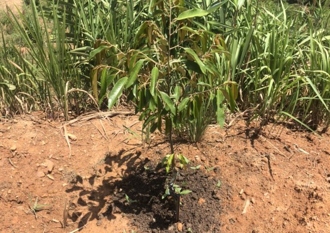 Hot Hot Chính Chủ Cần Bán Đất Đất rẫy ở Tà Đùng, Xã Đăk Som, Huyện Đăk Glong, Tỉnh Đăk Nông