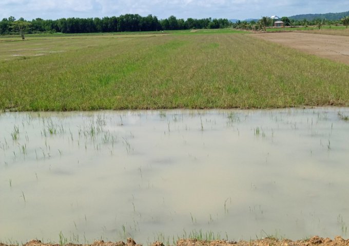 Cần bán lô đất ruộng, mặt tiền đường tại Đắc Lua, huyện Tân Phú, tỉnh Đồng Nai. Liên hệ: 0344668938