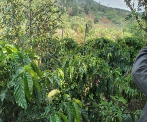 Gia đình cần bán đất tại thôn 8, xã Đăk Hà, huyện Đăk GLong, tỉnh Đăk Nông