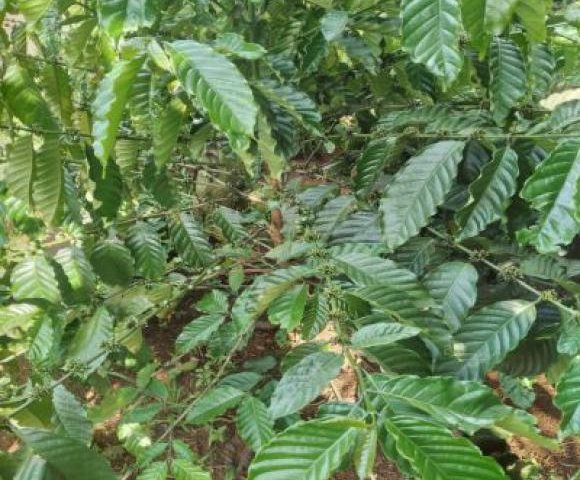 Gia đình cần bán đất tại thôn 8, xã Đăk Hà, huyện Đăk GLong, tỉnh Đăk Nông