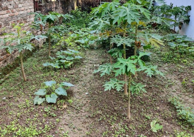 Chính chủ cần bán đất thôn 1, Xã Đông Dư, Huyện Gia Lâm, Hà Nội