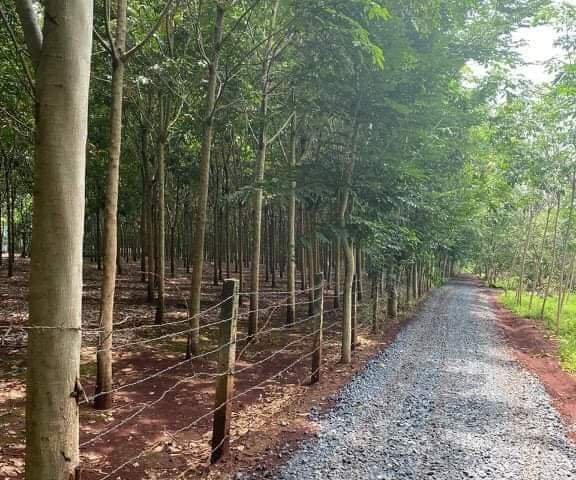 Chủ ngộp cần bán 1000m2 gần trại giam Bố Lá, Phước Hòa 