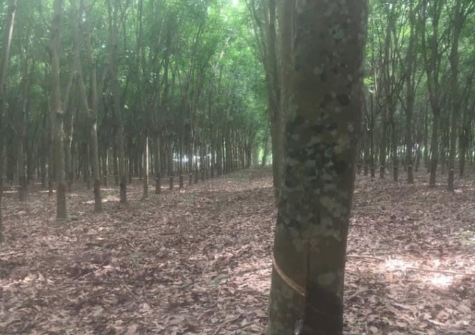 Chủ ngộp cần bán 1000m2 gần trại giam Bố Lá, Phước Hòa 