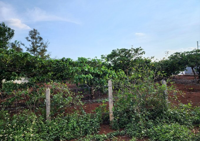 Bán  đất đẹp Gia Lai, diện tích 9000m2, MT 50m, đất đỏ BaZan màu mỡ trồng cà phê, 1.7 tỷ