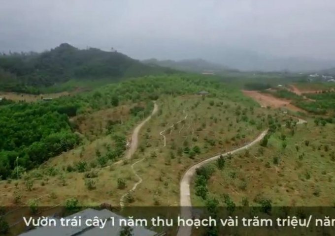 Cần Bán Lô Đất Vườn Siêu Đẹp ở Hoà Ninh Hoà Vang Diện Tích 4ha Sổ Đỏ