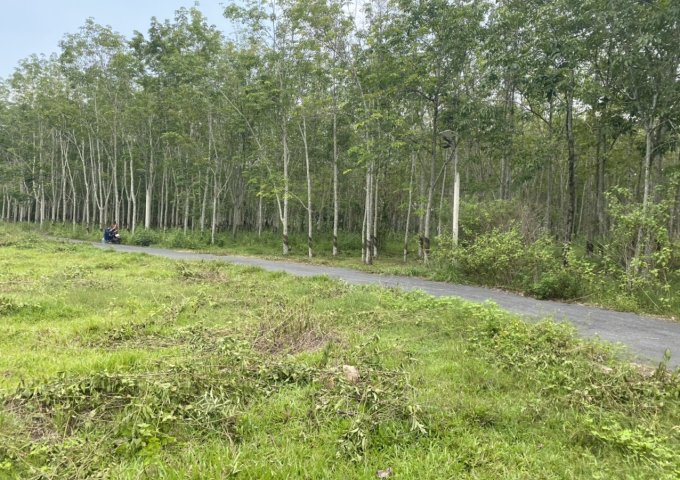 Bán đất đường hố bò xã phú mỹ hưng Huyện củ chi 1000m2