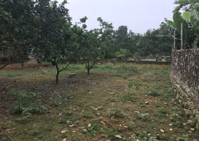 Cần bán lô đất tuyệt đẹp, bám hồ tại Lạc Thủy. DT 3400m 400m ont có sẵn nhà và cây ăn quả trên đất