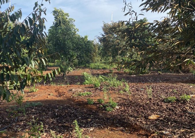 Nhà em kẹt tiền bán 2ha đất đỏ trồng sầu riêng và bơ đang mùa ăn trái tại Xã EaNam,Hyện EaHleo,Tỉnh Đăk Lăk