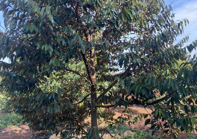 Nhà em kẹt tiền bán 2ha đất đỏ trồng sầu riêng và bơ đang mùa ăn trái tại Xã EaNam,Hyện EaHleo,Tỉnh Đăk Lăk