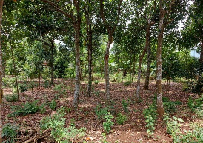 Cần bán nhanh lô đất đẹp 3 mặt tiền đường BT 6m tại thôn Sơn Thọ, Sơn Thành Tây, Tây Hòa