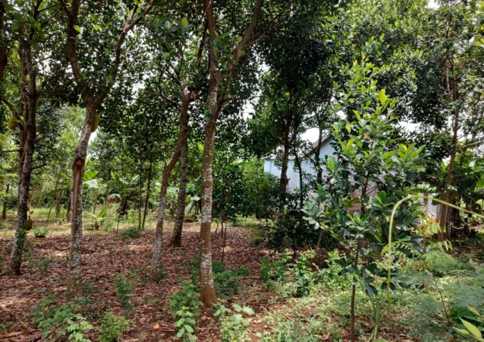 Cần bán nhanh lô đất đẹp 3 mặt tiền đường BT 6m tại thôn Sơn Thọ, Sơn Thành Tây, Tây Hòa