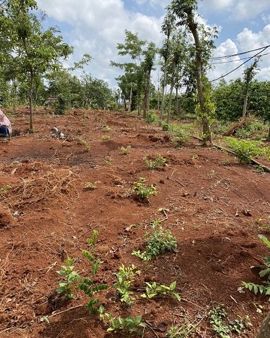 Chào bán 2 lô đất thích hợp về làm vườn, trồng rau, nuôi gà, nghỉ dưỡng