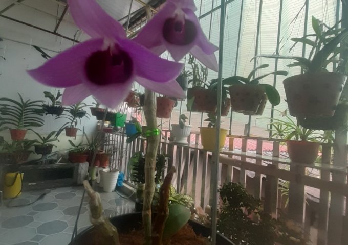 CHÍNH CHỦ BÁN NHÀ TẠI VŨ CHÍ THẮNG, P. NGHĨA XÁ, Q. LÊ CHÂN, HẢI PHÒNG.