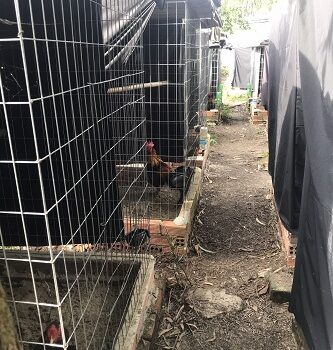 CHÍNH CHỦ CẦN SANG NHƯỢNG TRANG TRẠI GÀ ĐÁ TẠI BÌNH QUỚI QUẬN BÌNH THẠNH TP HCM.