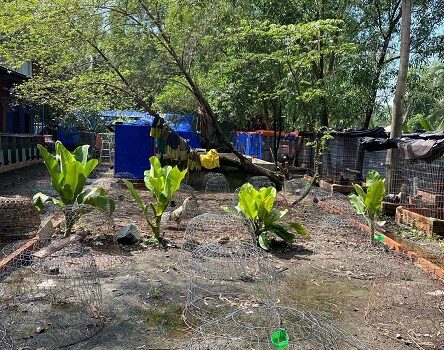 CHÍNH CHỦ CẦN SANG NHƯỢNG TRANG TRẠI GÀ ĐÁ TẠI BÌNH QUỚI QUẬN BÌNH THẠNH TP HCM.