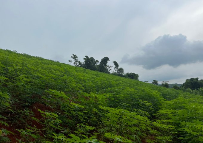 Cần bán thửa đất xã Nguyệt Ấn, huyện Ngọc Lặc, tỉnh Thanh Hóa 6962m2, bám mặt hồ 80m giá 1.05 tỷ