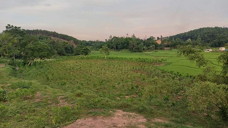 Chính chủ cần bán gấp mảnh đất tại Tân Khánh, Phú Bình, Thái nguyên