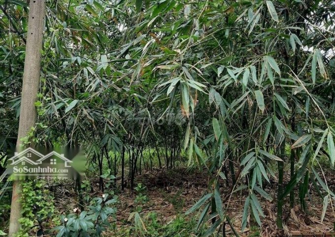 CHÍNH CHỦ CẦN BÁN GẤP LÔ ĐẤT VỊ TRÍ TIỀM NĂNG PHÁT TRIỂN SINH LỜI TẠI TRỪ VĂN THỐ, HUYỆN BÀU BÀNG, BÌNH DƯƠNG.