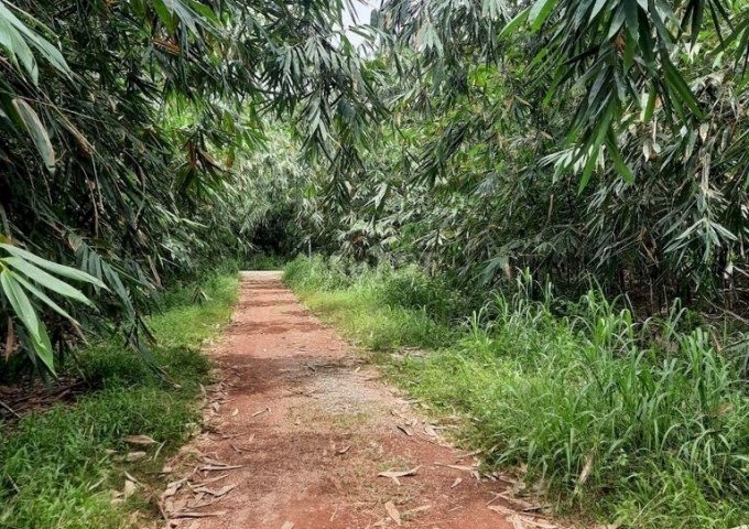 CHÍNH CHỦ CẦN BÁN GẤP LÔ ĐẤT VỊ TRÍ TIỀM NĂNG PHÁT TRIỂN SINH LỜI TẠI TRỪ VĂN THỐ, HUYỆN BÀU BÀNG, BÌNH DƯƠNG.