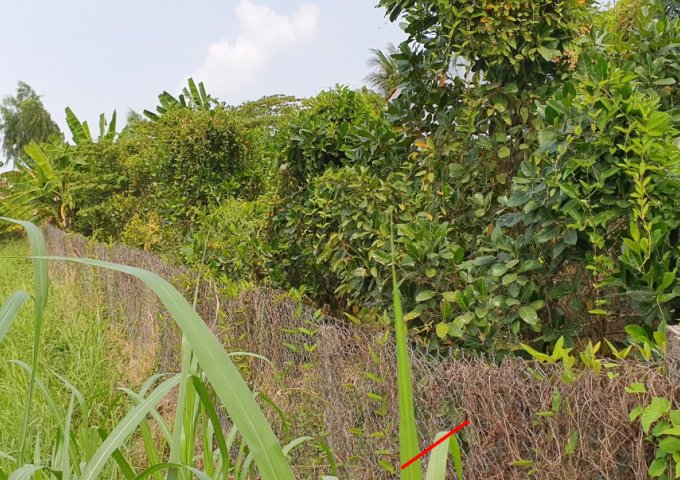 CHÍNH CHỦ CẦN BÁN ĐẤT PHƯỜNG BÌNH TÂM, THÀNH PHỐ TÂN AN, LONG AN .SÁT ĐƯỜNG TRẦN VĂN HÝ