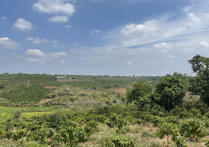 CHÍNH CHỦ CẦN BÁN ĐẤT VƯỜN THÔN KÊNH SIÊU, XÃ CHƯ PƠNG, HUYỆN CHƯ SÊ, GIA LAI.