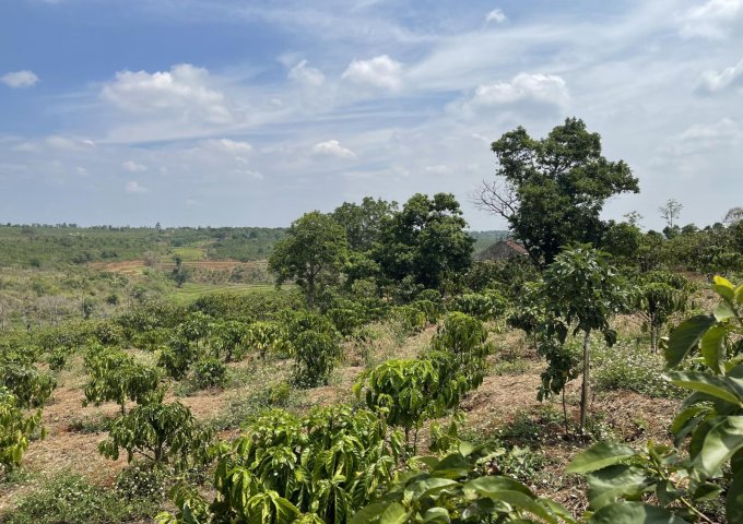 CHÍNH CHỦ CẦN BÁN ĐẤT VƯỜN THÔN KÊNH SIÊU, XÃ CHƯ PƠNG, HUYỆN CHƯ SÊ, GIA LAI.