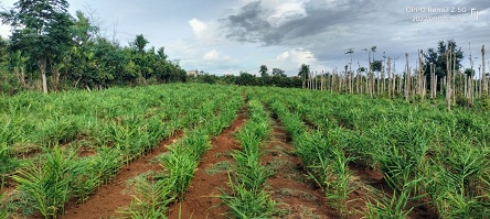 Cần bán đất tại Krông Năng, Đắk Lắk