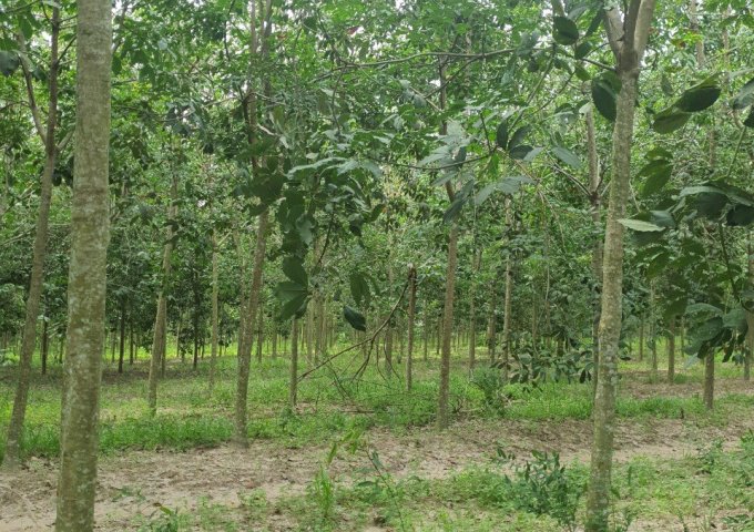 CẦN BÁN 50.000M2 ĐẤT VƯỜN CAO SU TRỒNG 2016, CHUẨN BỊ KHAI THÁC MỦ NĂM 2023 TẠI TÂN CHÂU, TÂY NINH.