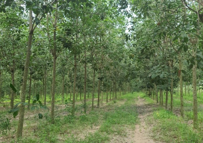 CẦN BÁN 50.000M2 ĐẤT VƯỜN CAO SU TRỒNG 2016, CHUẨN BỊ KHAI THÁC MỦ NĂM 2023 TẠI TÂN CHÂU, TÂY NINH.