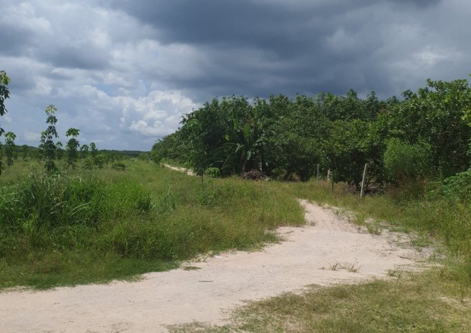 CẦN BÁN 50.000M2 ĐẤT VƯỜN CAO SU TRỒNG 2016, CHUẨN BỊ KHAI THÁC MỦ NĂM 2023 TẠI TÂN CHÂU, TÂY NINH.