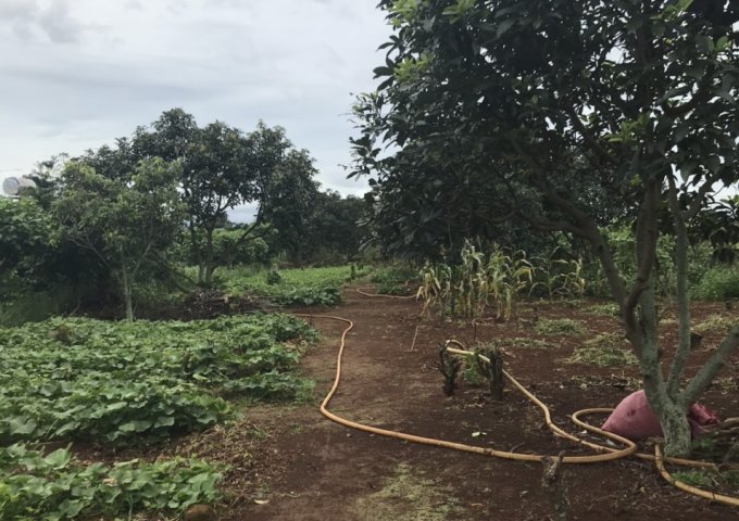 CHÍNH CHỦ CẦN BÁN HƠN 2 SÀO ĐẤT SAU LƯNG TRẠM Y TẾ XÃ LIÊN HIỆP, ĐỨC TRỌNG. LIÊN HỆ: 0917038853