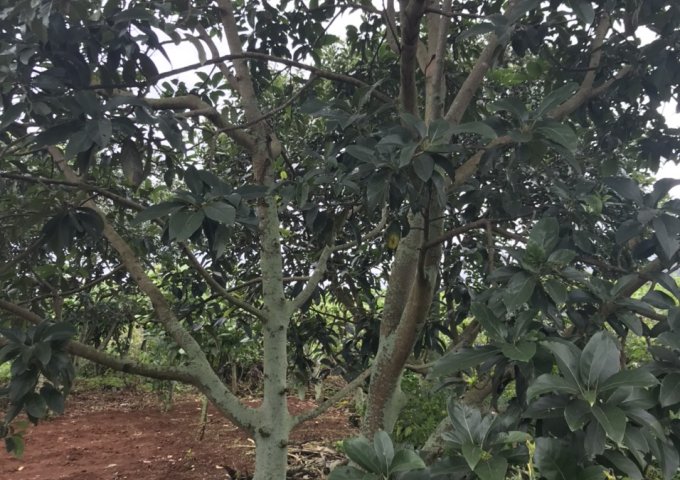 CHÍNH CHỦ CẦN BÁN HƠN 2 SÀO ĐẤT SAU LƯNG TRẠM Y TẾ XÃ LIÊN HIỆP, ĐỨC TRỌNG. LIÊN HỆ: 0917038853