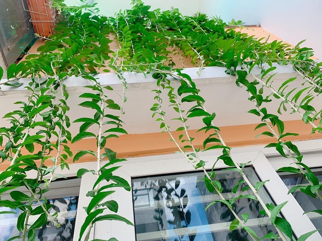 CHÍNH CHỦ BÁN NHÀ MỚI ĐẸP 76/41 TÂN HƯƠNG, P. TÂN QUÝ, Q. TÂN PHÚ, HỒ CHÍ MINH.