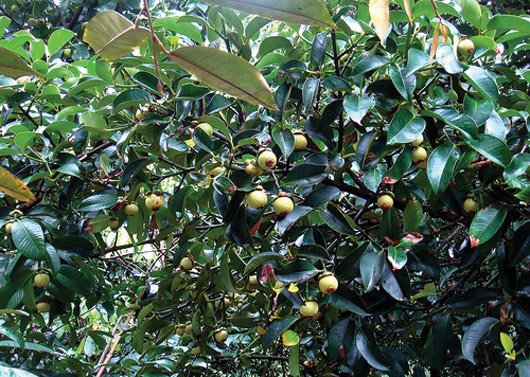 Chính chủ gửi lô đất  trồng măng cụt ở xã Phú Túc,huyện Định Quán,Đồng Nai ngay khu dân cư hiện hữu