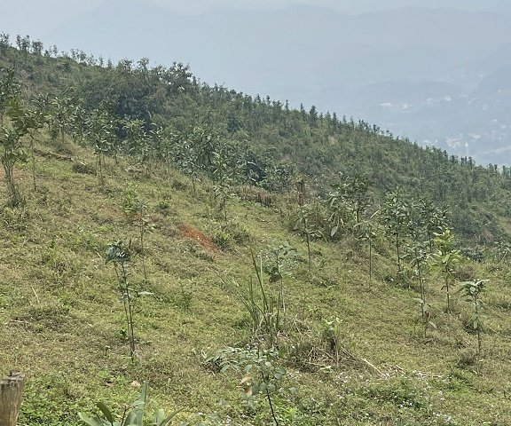 Mình cần bán lô đất rừng sản xuất. Diện tích bìa 56 ha tại  - Huyện Tân Sơn - Phú Thọ