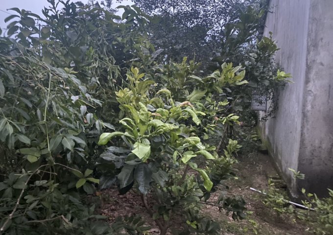 Cần bán đất giá thấp hơn thị trường 1 nửa cạnh KCN Thị trấn Phú Đa, Huyện Phú Vang, Huế