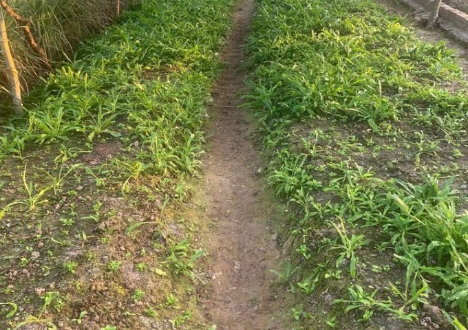 Cần tiền trả ngân hàng, thanh khoản nhanh lô đất ở Thanh Sơn - Thanh Hà- Hải Dương