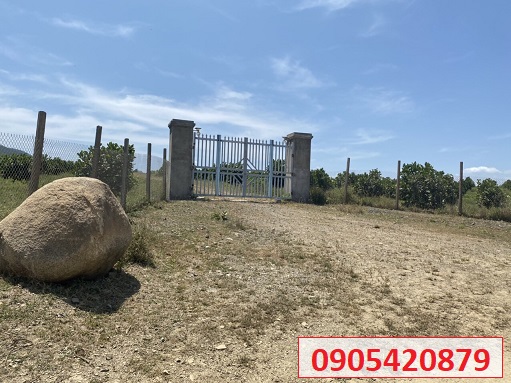 ⭐Bán rẫy cây lâu năm có 3 mặt bám đường xe ô tô thôn Tân hưng, Ninh Hưng, Ninh Khòa, Khánh Hòa; 17tỷ; 0905420879